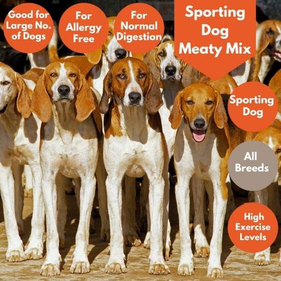 Mixed sporting 2024 dog breeds